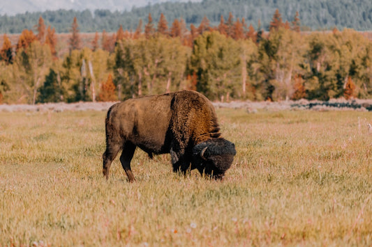 The Golden Truth: A Guide to $50 Buffalo Gold Coin Values & Prices